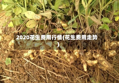 2020花生费用行情(花生费用走势)