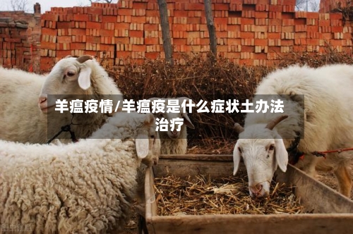 羊瘟疫情/羊瘟疫是什么症状土办法治疗-第3张图片