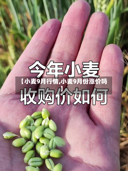 【小麦9月行情,小麦9月份涨价吗】