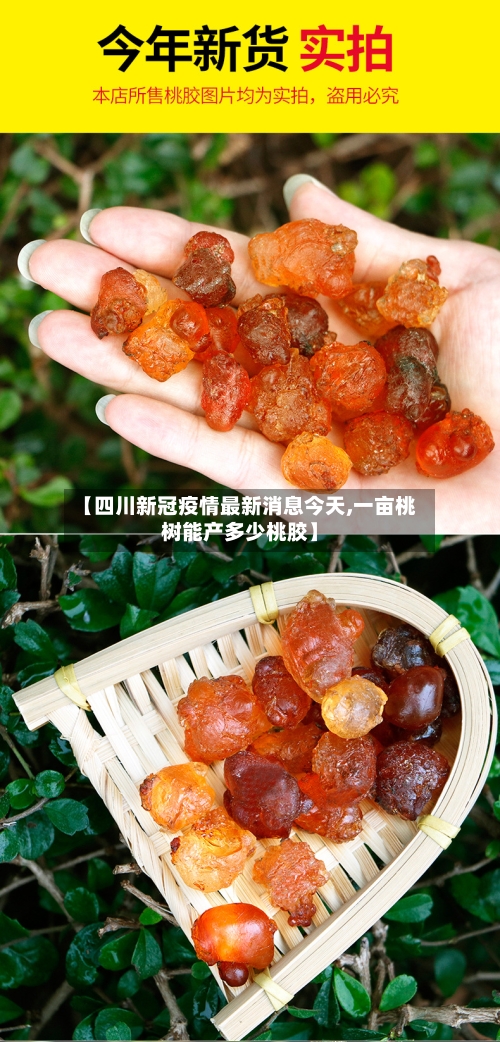 【四川新冠疫情最新消息今天,一亩桃树能产多少桃胶】