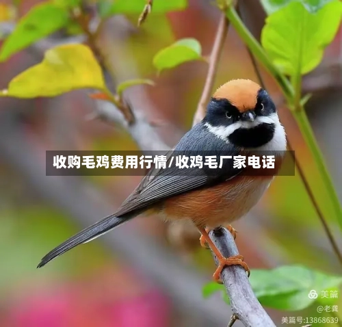 收购毛鸡费用行情/收鸡毛厂家电话