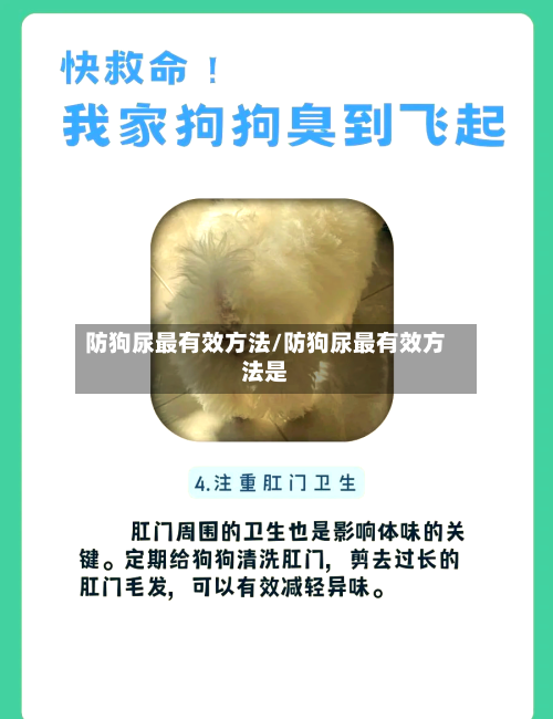 防狗尿最有效方法/防狗尿最有效方法是-第2张图片