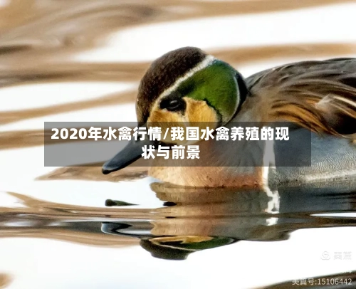 2020年水禽行情/我国水禽养殖的现状与前景-第3张图片