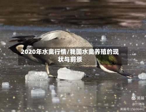 2020年水禽行情/我国水禽养殖的现状与前景-第2张图片